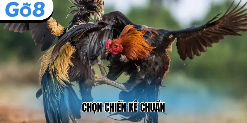 Chọn chiến kê chuẩn
